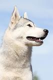 SIBERIAN HUSKY 314